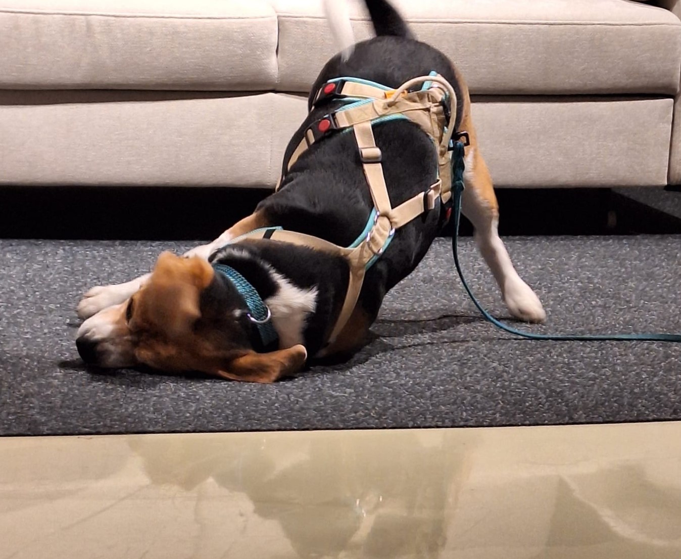 b08a9a13-620e-4757-b547-7b2004066523